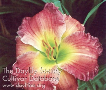 Daylily Radiant Best
